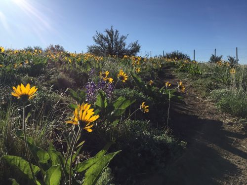 A sunny path lined with vibrant yellow flowers and green foliage under a clear blue sky.
