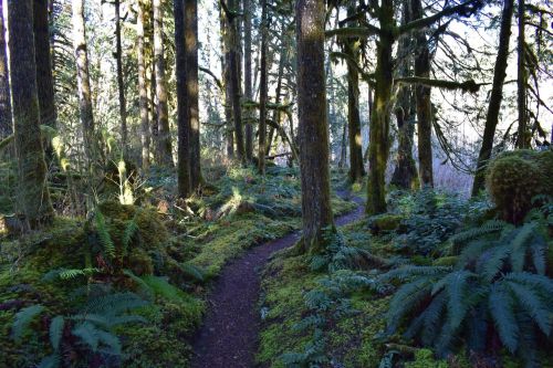 A winding trail through a lush, green forest with tall trees and ferns under soft sunlight.