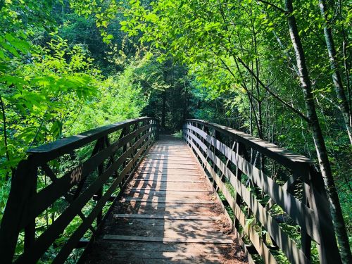 A wooden bridge surrounded by lush green trees, leading into a serene forest.