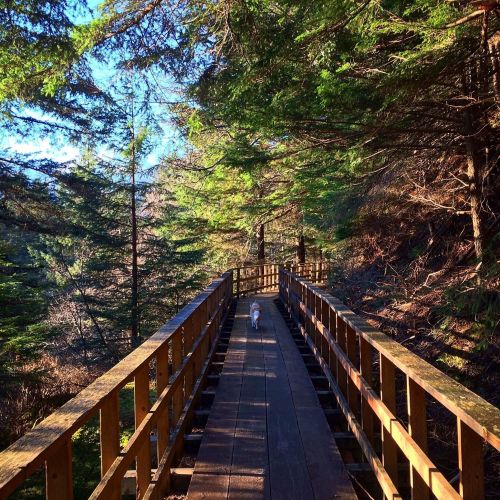 A wooden walkway through a lush forest, with a dog walking ahead under a clear blue sky.
