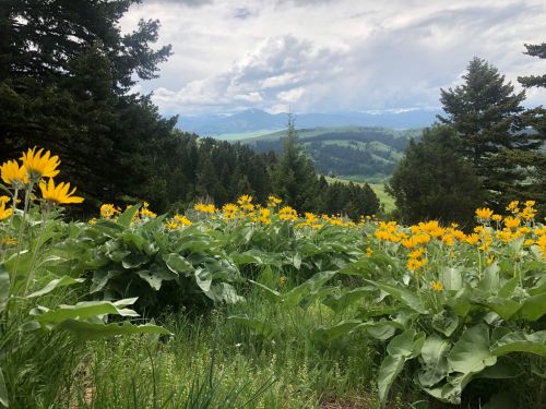 A vibrant field of yellow flowers in the foreground, with lush green trees and mountains in the background under a cloudy sky.