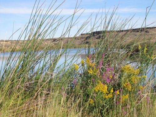 Lush green grasses and colorful wildflowers by a calm lake under a clear blue sky.