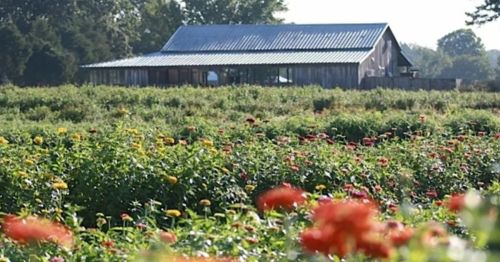 A rustic barn surrounded by vibrant flower fields under a clear sky.