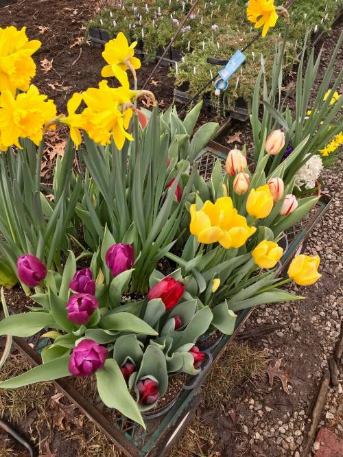 A vibrant display of yellow daffodils and colorful tulips in a garden setting.