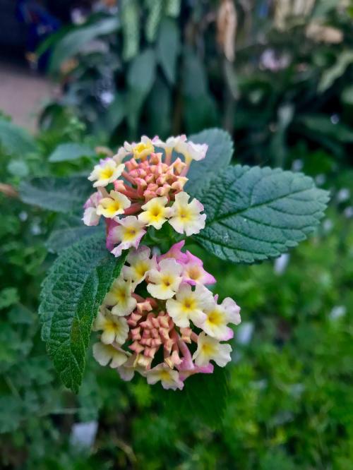 A close-up of vibrant pink and yellow lantana flowers surrounded by green leaves.