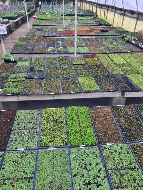 Aerial view of a greenhouse filled with rows of trays containing various green seedlings and plants.