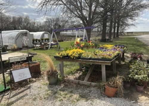 A garden center with colorful flowers on display, surrounded by greenery and greenhouses in the background.
