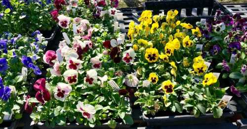 Colorful pansy flowers in various shades of purple, yellow, and white arranged in black trays at a garden center.