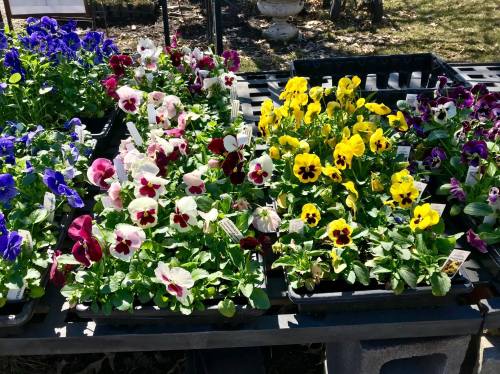 Colorful pansy flowers in various shades of purple, yellow, and white arranged in trays on a sunny day.