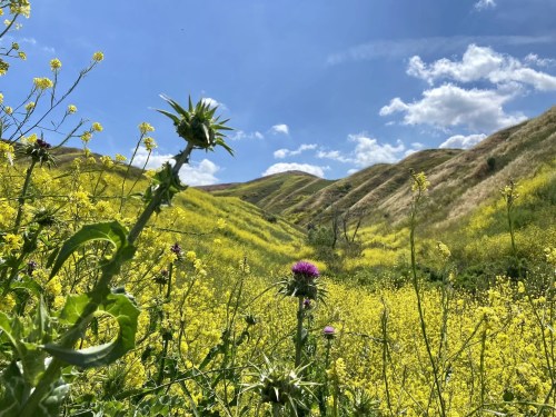 A vibrant landscape of rolling hills covered in yellow wildflowers under a blue sky with fluffy white clouds.