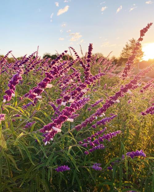 A field of vibrant purple flowers under a golden sunset, with a clear sky and soft clouds in the background.