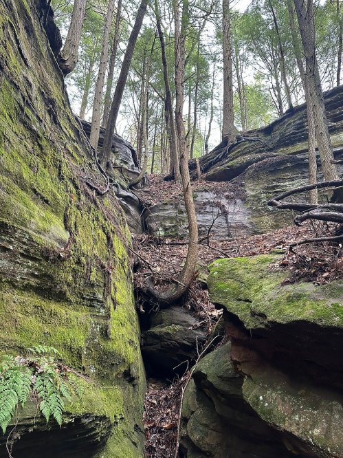 A moss-covered rock formation with trees growing between steep cliffs in a lush, green forest.