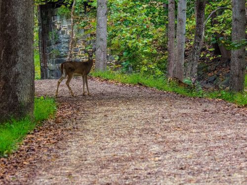 A deer stands on a gravel path surrounded by trees and colorful autumn foliage.