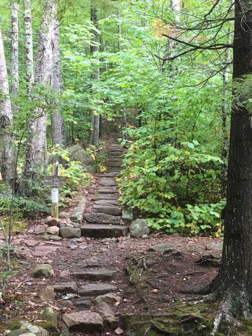 A stone path leads through a lush green forest, surrounded by trees and foliage.