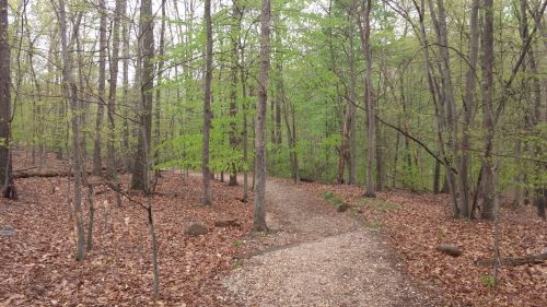 A winding gravel path through a forest with green trees and fallen leaves on the ground.