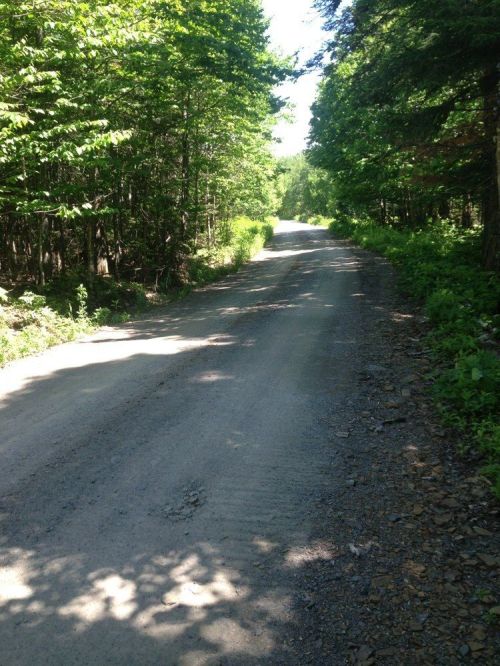A gravel road stretches through a lush green forest under bright sunlight.