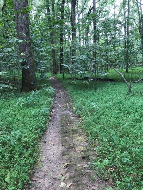 A narrow dirt path winding through a lush green forest with trees and underbrush on either side.