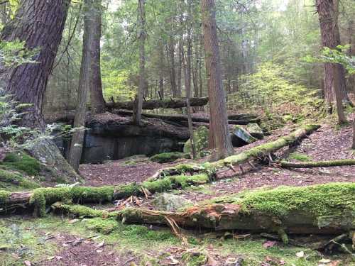 A serene forest scene with tall trees, moss-covered logs, and rocky outcrops, creating a tranquil natural setting.