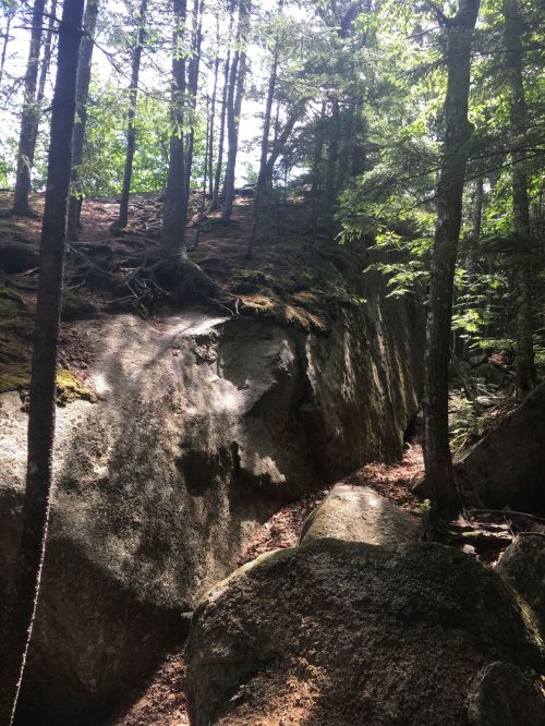A rocky forest scene with tall trees and sunlight filtering through the leaves, highlighting moss-covered boulders.