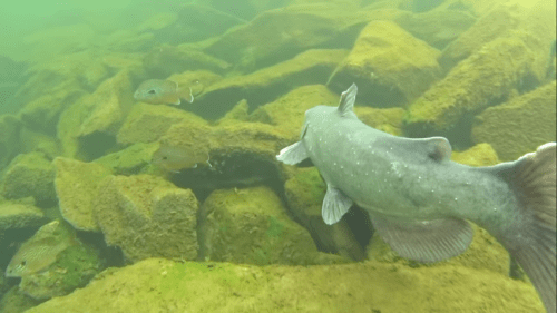 A gray fish swims near rocky underwater terrain, accompanied by smaller fish in a greenish water environment.