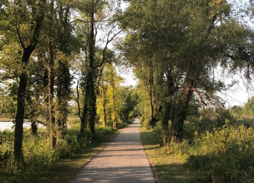 A serene pathway lined with trees, leading towards a distant horizon under a clear sky.