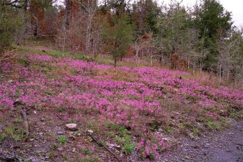 A vibrant field of pink flowers blooms among sparse trees and rocky terrain.