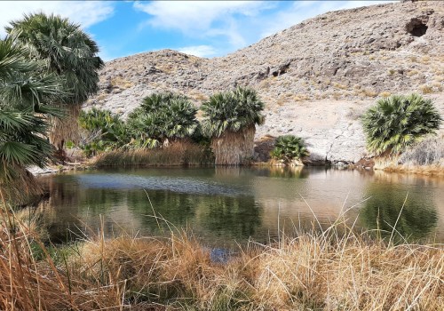 A serene pond surrounded by palm trees and dry grass, set against a rocky hillside under a blue sky.
