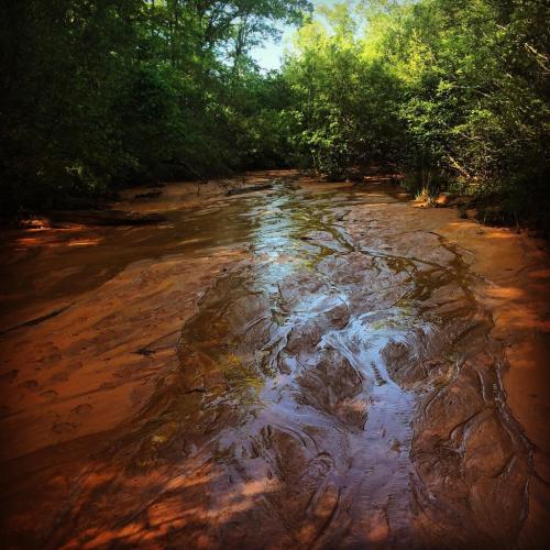 A serene riverbed with smooth, wet rocks surrounded by lush greenery and trees under bright sunlight.