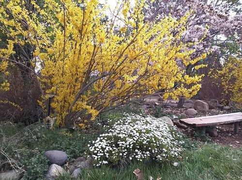 A vibrant garden scene featuring a yellow flowering bush and white flowers, with rocks and wooden benches in the background.