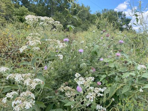 A lush field of wildflowers, featuring white and purple blooms amidst green foliage under a blue sky.