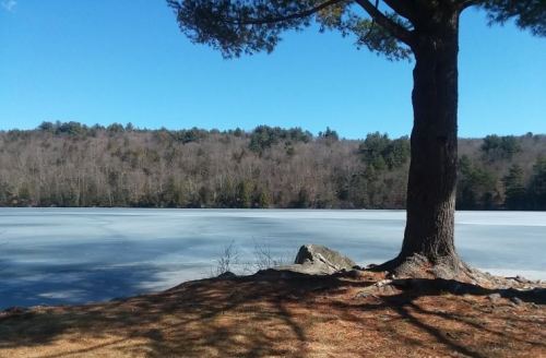 A serene lake with a frozen surface, surrounded by trees and a clear blue sky, with a large tree in the foreground.