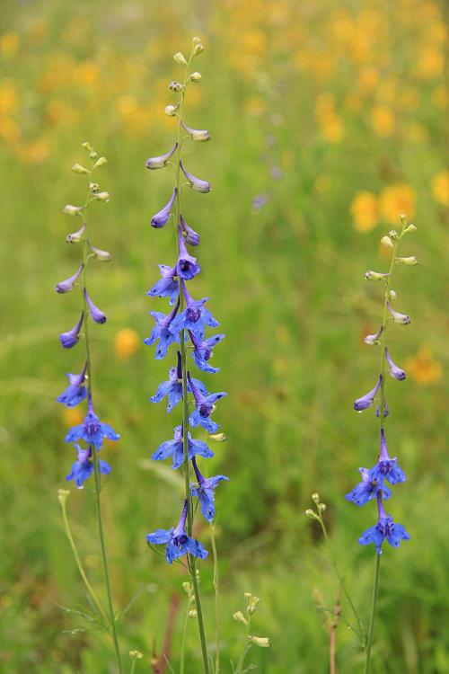 Three tall blue flowers stand against a blurred background of yellow wildflowers and green grass.