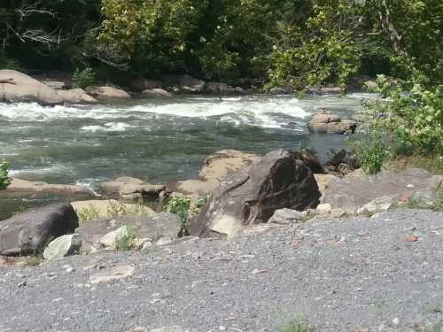 A rocky riverbank with rushing water and lush greenery in the background on a sunny day.