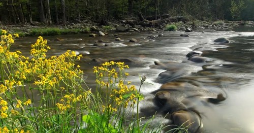 A serene river flows over smooth stones, bordered by vibrant yellow wildflowers and lush green grass.