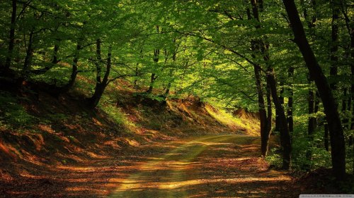 A serene forest path lined with lush green trees and dappled sunlight filtering through the leaves.