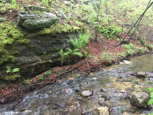 A serene stream flows beside a moss-covered rock wall, surrounded by lush greenery and fallen leaves.