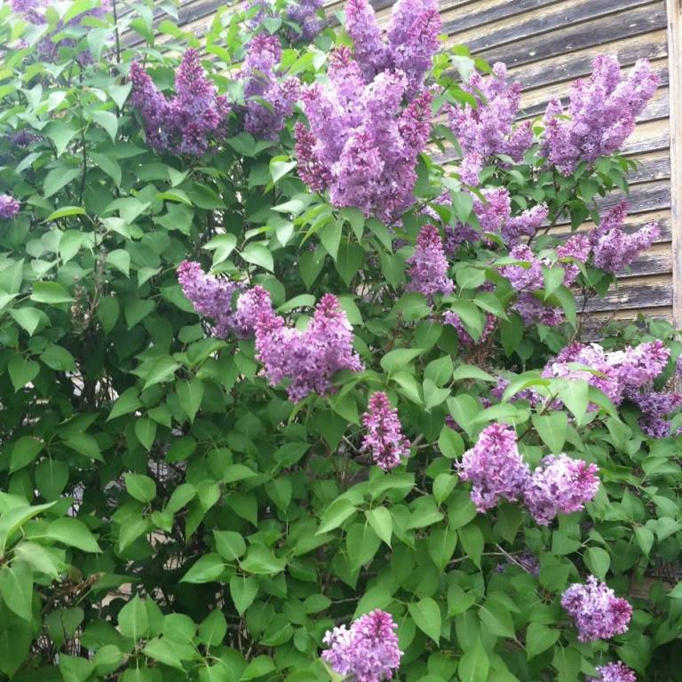 Where And How The Blooms Thrive