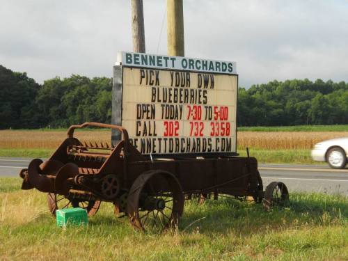 Sign for Bennett Orchards advertising "Pick Your Own Blueberries," with an old tractor in front and a field in the background.