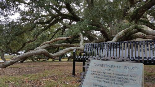 A large, sprawling oak tree with a plaque and bench nearby, set in a grassy area.