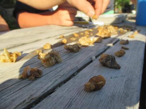 Close-up of a wooden table scattered with small shells and debris, with hands working in the background.