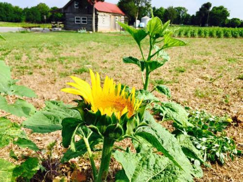 A vibrant sunflower blooms in a field, with a rustic building and green crops in the background.