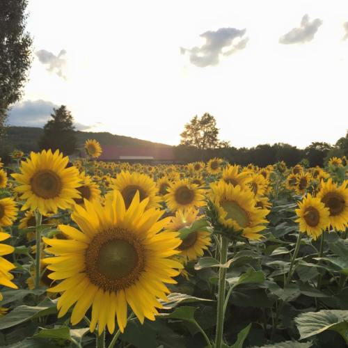 A vibrant field of sunflowers under a cloudy sky, with rolling hills in the background.