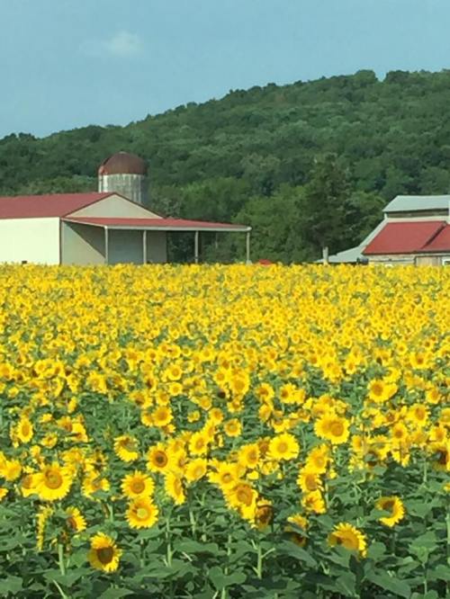 A vibrant field of sunflowers in full bloom, with a red barn and green hills in the background under a clear blue sky.