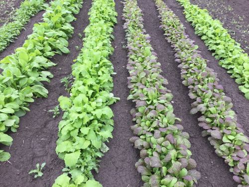 Rows of vibrant green and purple leafy vegetables growing in dark, rich soil.