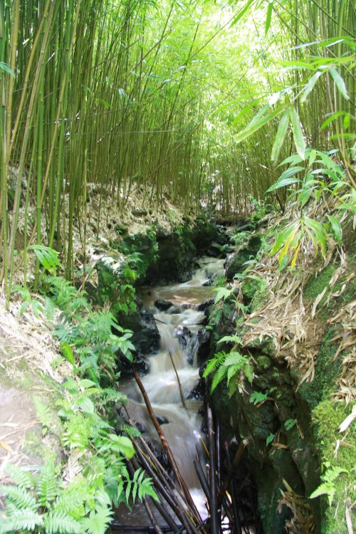 A serene stream flows through a lush bamboo grove, surrounded by green ferns and rocky terrain.