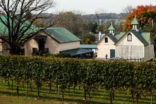 A vineyard with rows of grapevines in the foreground and rustic buildings with green roofs in the background.