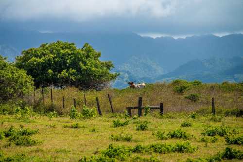 A serene landscape featuring a grassy field, a lone cow, and distant mountains under a cloudy sky.