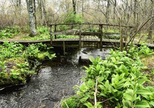 A wooden bridge over a small stream, surrounded by lush green plants and trees in a tranquil forest setting.