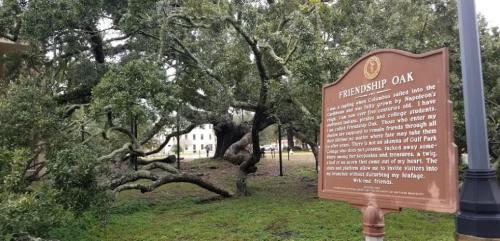 A large, sprawling oak tree next to a historical sign about "Friendship Oak" in a park-like setting.