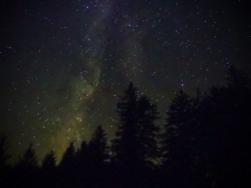 A starry night sky filled with the Milky Way, silhouetted by dark tree silhouettes in the foreground.